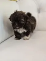 Hershey, a female Shih Tzu for sale in Forney, TX – Photo 4 of 5