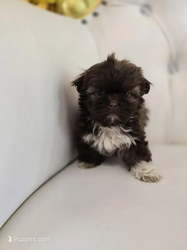 Hershey – Shih Tzu puppy for sale in Forney, TX