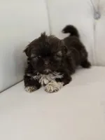 Hershey, a female Shih Tzu for sale in Forney, TX – Photo 5 of 5