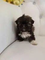 Hershey, a female Shih Tzu for sale in Forney, TX – Photo 2 of 5