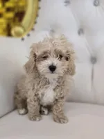 Toodles, a male Poodle - Miniature  for sale in Forney, TX – Photo 1 of 5