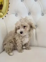 Toodles, a male Poodle - Miniature  for sale in Forney, TX – Photo 2 of 5