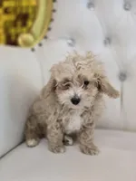 Toodles, a male Poodle - Miniature  for sale in Forney, TX – Photo 3 of 5