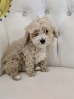 Toodles, a male Poodle - Miniature  for sale in Forney, TX – Photo 5 of 5