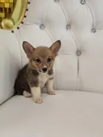 Stump, a male Pembroke Welsh Corgi for sale in Forney, TX – 3 of 5