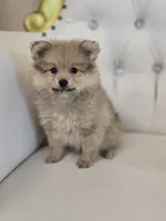 Maggie, a female Pomeranian for sale in Forney, TX – 3 of 4