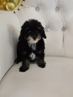 King, a male Poodle - Miniature  for sale in Forney, TX – 4 of 4