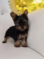 Darla, a female Yorkshire Terrier for sale in Forney, TX – 2 of 4