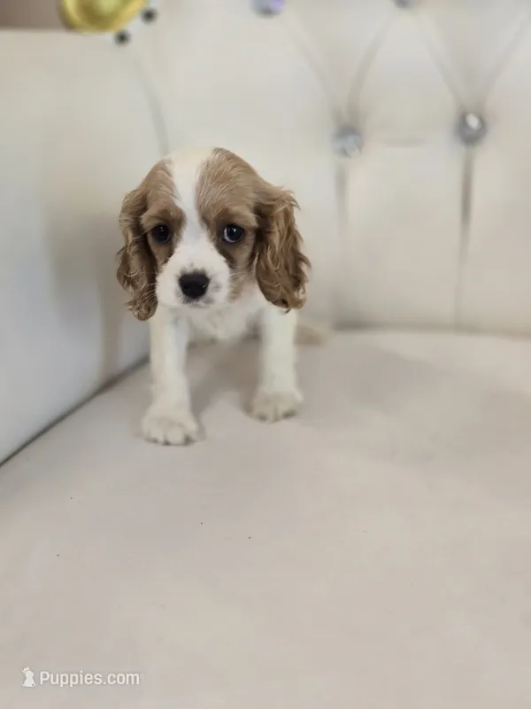 Sadie – Cocker Spaniel puppy for sale in Forney, TX