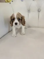 Sadie, a female Cocker Spaniel for sale in Forney, TX – 1 of 4