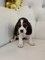 Bailey, a male Basset Hound for sale in Forney, TX – 4 of 4