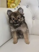 Sassy, a female Pomeranian for sale in Forney, TX – 5 of 5
