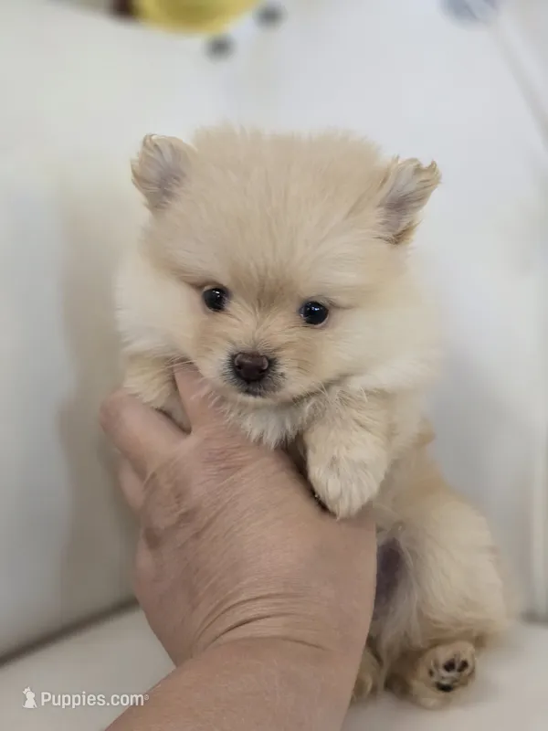 Bear – Pomeranian puppy for sale in Forney, TX
