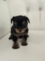 Danny, a male Yorkshire Terrier for sale in Forney, TX – 2 of 7