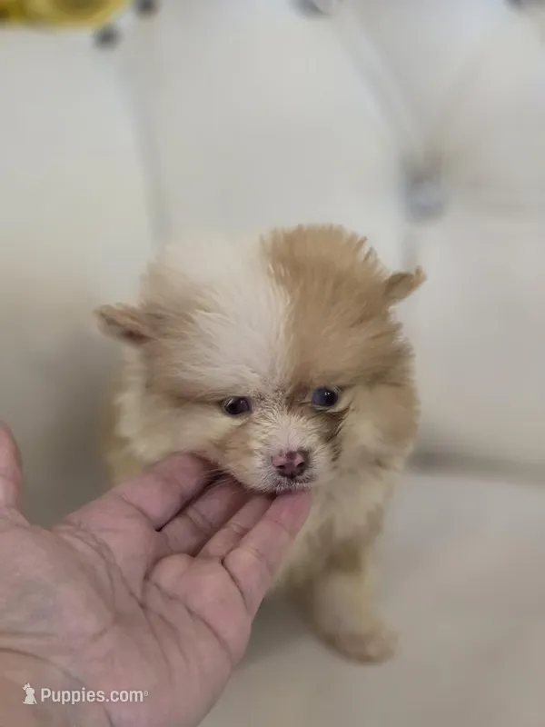 Bear – Pomeranian puppy for sale in Forney, TX