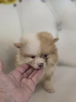 Bear, a male Pomeranian for sale in Forney, TX – Photo 1 of 4