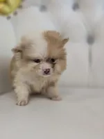 Bear, a male Pomeranian for sale in Forney, TX – Photo 2 of 4