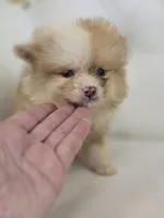 Bear, a male Pomeranian for sale in Forney, TX – Photo 3 of 4