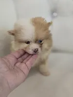 Bear, a male Pomeranian for sale in Forney, TX – Photo 4 of 4