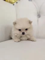 Teddy, a male Pomeranian for sale in Forney, TX – 3 of 5