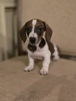 Pebbles, a female Miniature Dachshund for sale in Forney, TX – 5 of 5