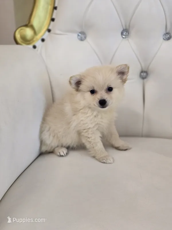 Molly – Pomeranian puppy for sale in Forney, TX