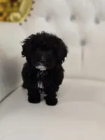 Midnight, a female Poodle - Miniature  for sale in Forney, TX – 1 of 5