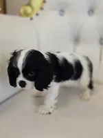 Buddy, a male Cocker Spaniel for sale in Forney, TX – 5 of 5