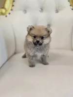Teddy Bear, a male Pomeranian for sale in Forney, TX – 4 of 4
