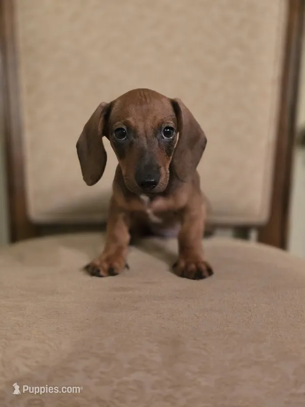 Pumpkin – Miniature Dachshund puppy for sale in Forney, TX