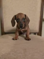 Pumpkin, a male Miniature Dachshund for sale in Forney, TX – 1 of 5