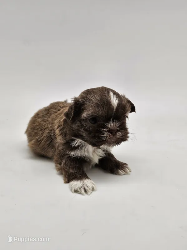 Sadie – Shih Tzu puppy for sale in Forney, TX
