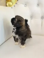 Precious , a female Shih Tzu for sale in Forney, TX – 5 of 5