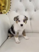 Princess, a female Miniature Australian Shepherd for sale in Forney, TX – 4 of 5