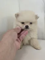 Teddy, a male Pomeranian for sale in Forney, TX – 5 of 5