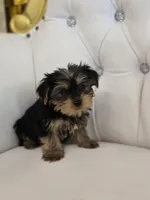 Charlie, a male Yorkshire Terrier for sale in Forney, TX – Photo 3 of 5