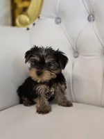 Charlie, a male Yorkshire Terrier for sale in Forney, TX – Photo 5 of 5