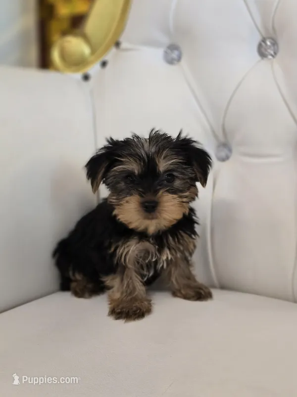 Charlie – Yorkshire Terrier puppy for sale in Forney, TX
