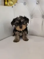 Charlie, a male Yorkshire Terrier for sale in Forney, TX – Photo 4 of 5