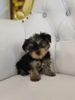 Charlie, a male Yorkshire Terrier for sale in Forney, TX – Photo 2 of 5