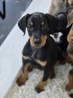 Echo, a female Doberman Pinscher for sale in Forney, TX – 3 of 4