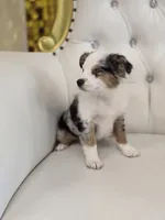 Princess, a female Miniature Australian Shepherd for sale in Forney, TX – 2 of 5