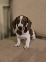 Pebbles, a female Miniature Dachshund for sale in Forney, TX – 2 of 5