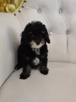 King, a male Poodle - Miniature  for sale in Forney, TX – 2 of 4