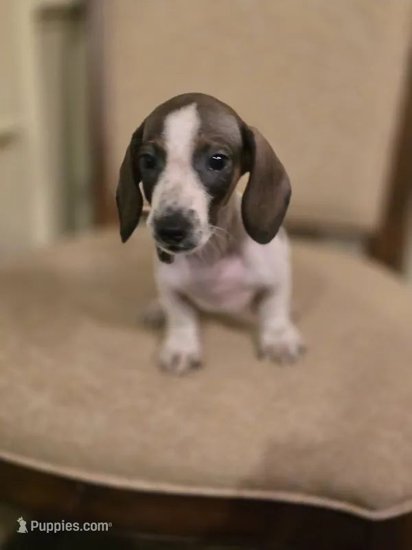 Bam Bam – Miniature Dachshund puppy for sale in Forney, TX