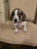Bam Bam, a male Miniature Dachshund for sale in Forney, TX – 1 of 4
