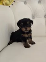 Danny, a male Yorkshire Terrier for sale in Forney, TX – 4 of 7