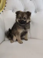 Sheeba, a female Pomeranian for sale in Forney, TX – 6 of 7