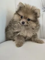 Bear, a male Pomeranian for sale in Forney, TX – 6 of 6