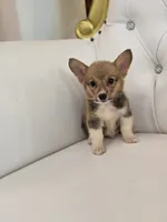 Stump, a male Pembroke Welsh Corgi for sale in Forney, TX – 5 of 5